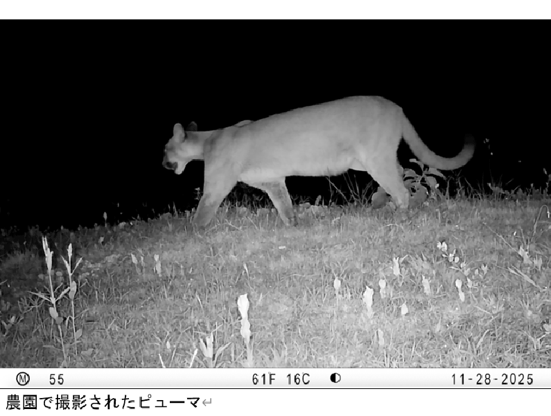 Ecuador_puma_re